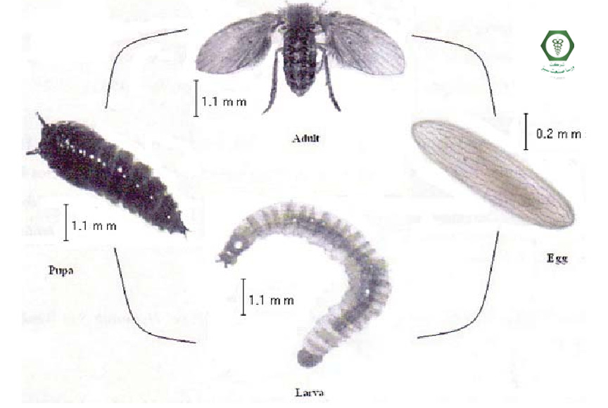 چرخه زندگی  پشه فاضلاب